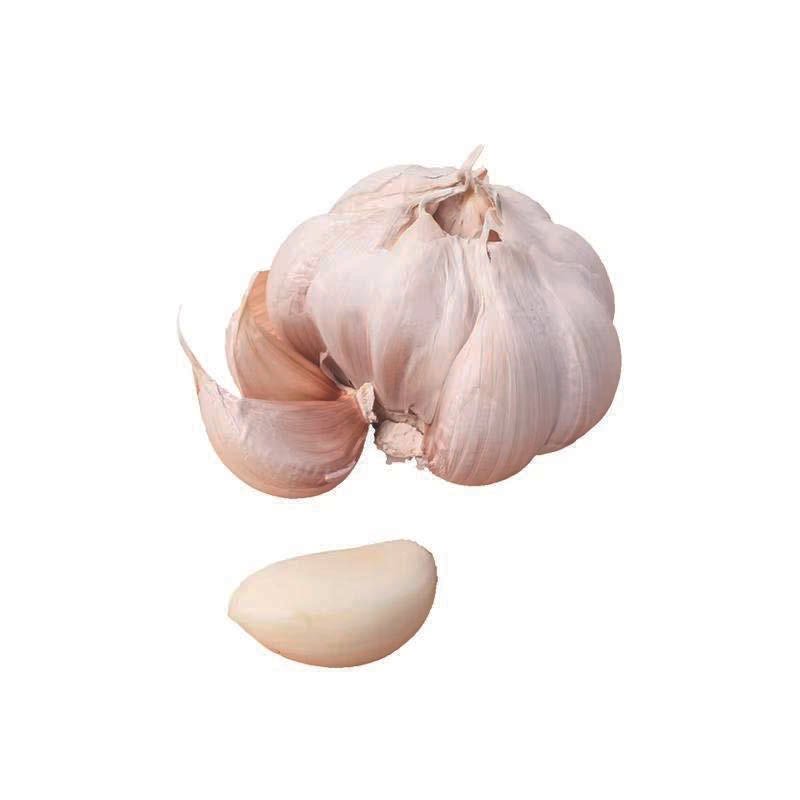 Fresh vegetables — product photo from our catalogue